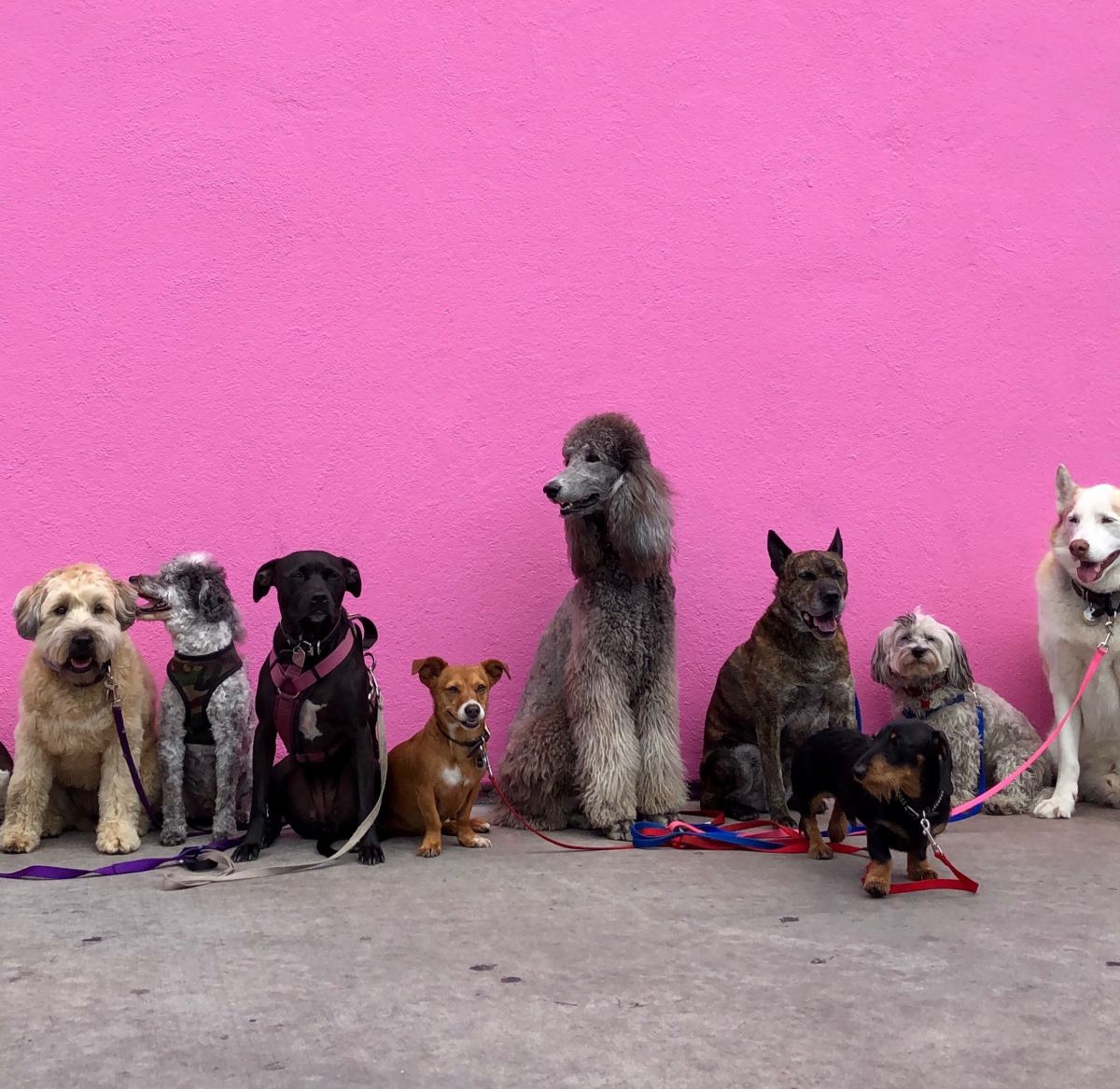 Small Dog or Large? Which Should New Owners Choose? PetHelpful