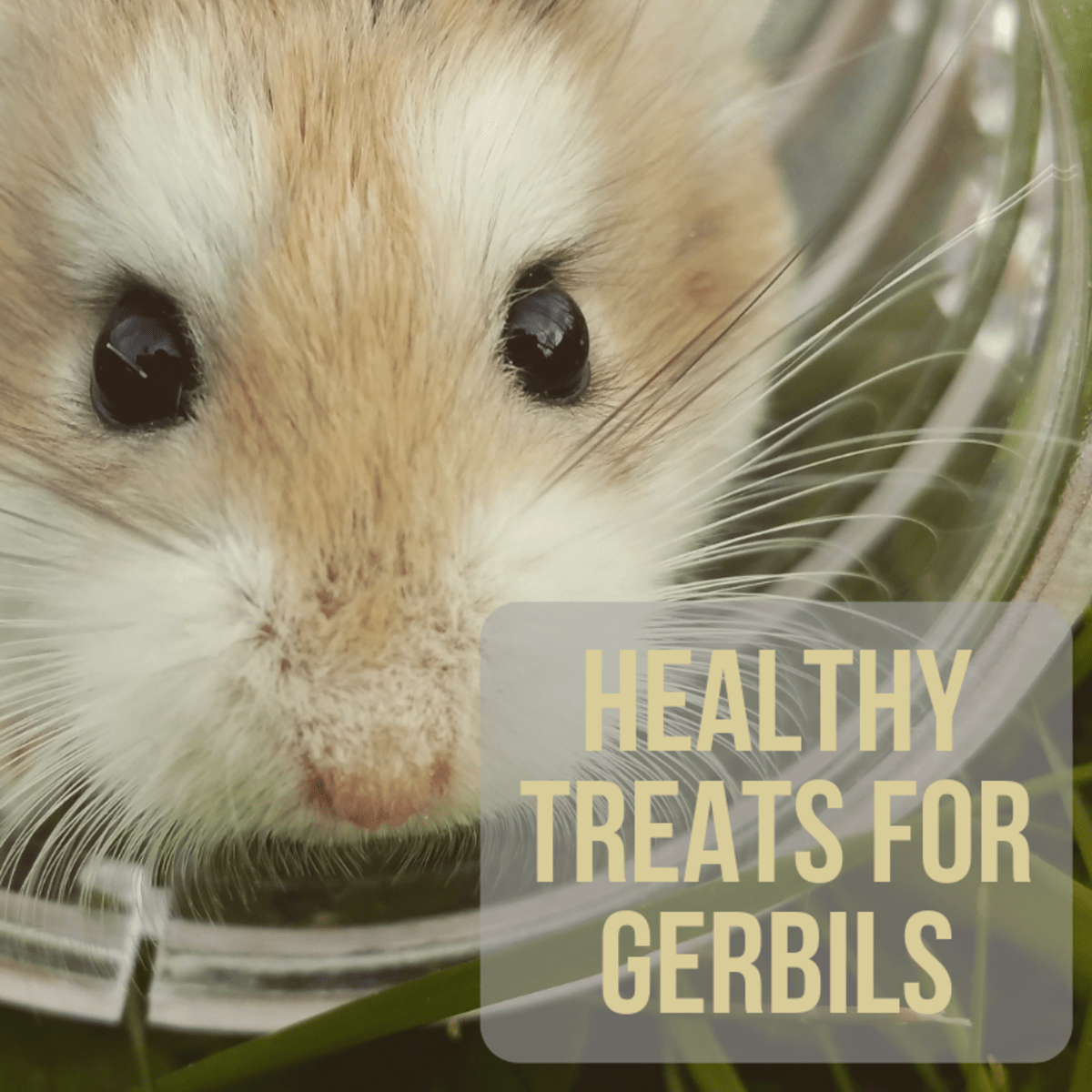 What Can Your Pet Gerbil Eat? Feeding and Diet PetHelpful