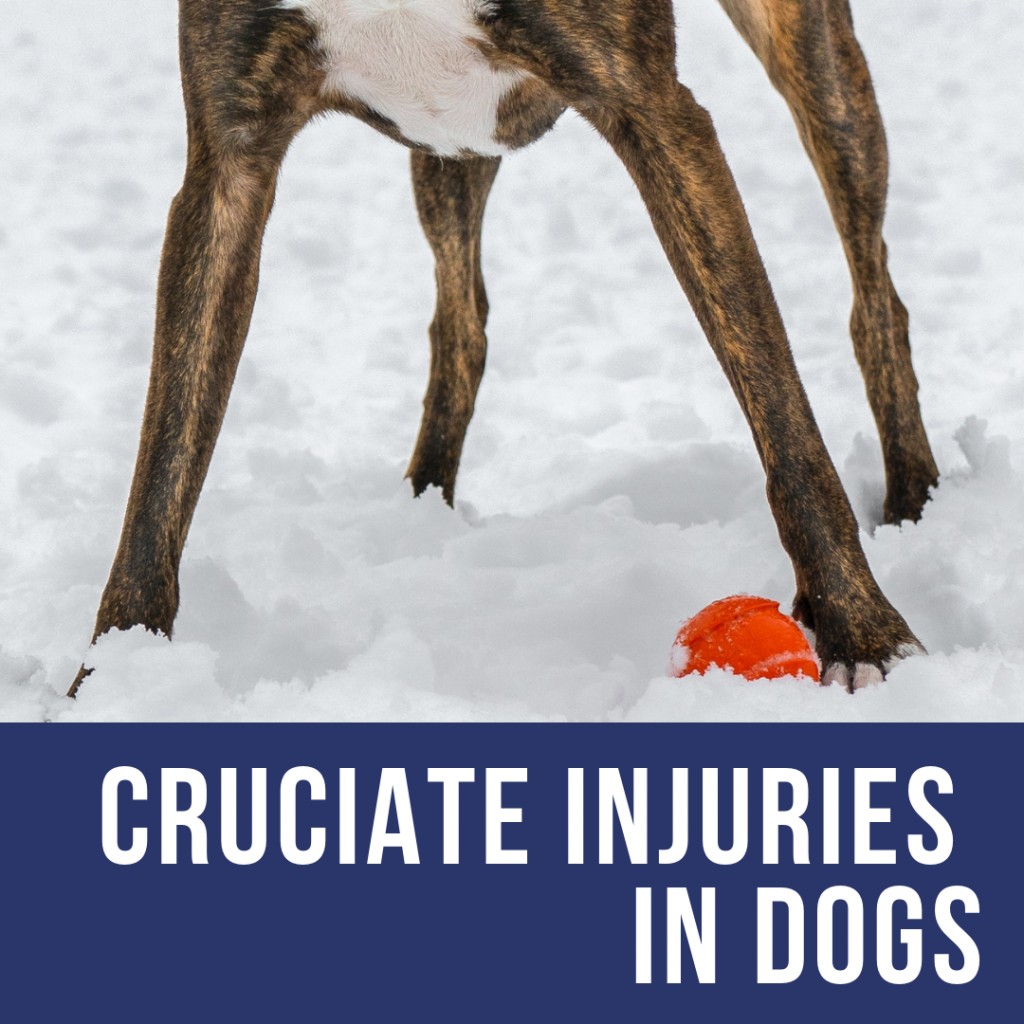 First Aid and Medical Treatment for Your Limping Dog's Damaged Cruciate Ligament PetHelpful
