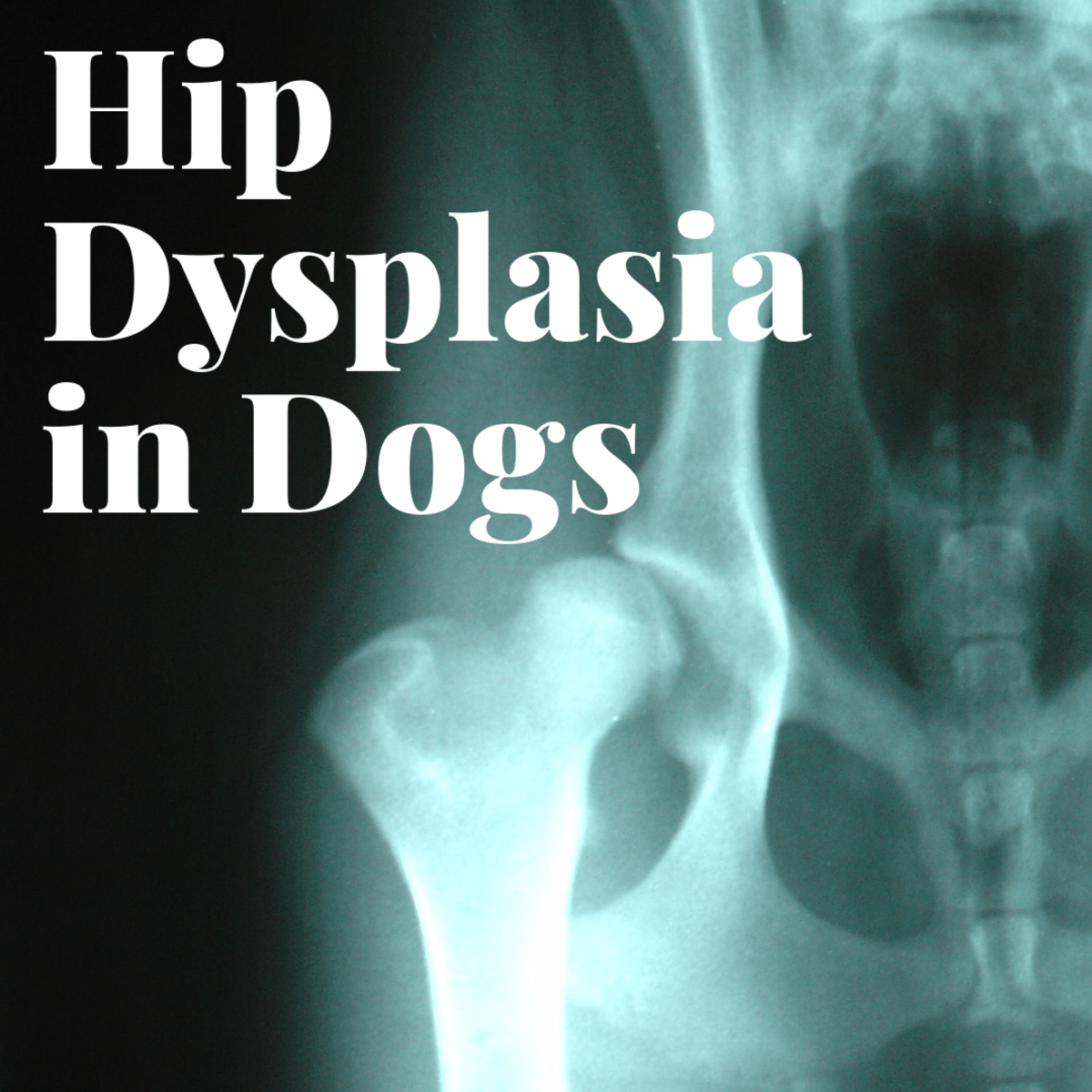 Dog Health Signs and Symptoms of Dog Hip Dysplasia PetHelpful