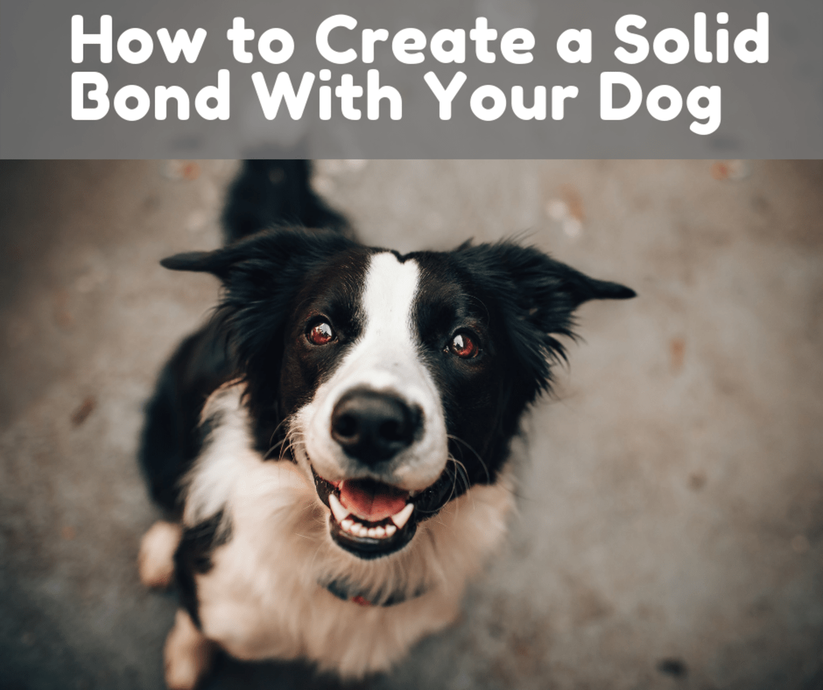 How and Why You Should Create a Solid Bond With Your Dog PetHelpful