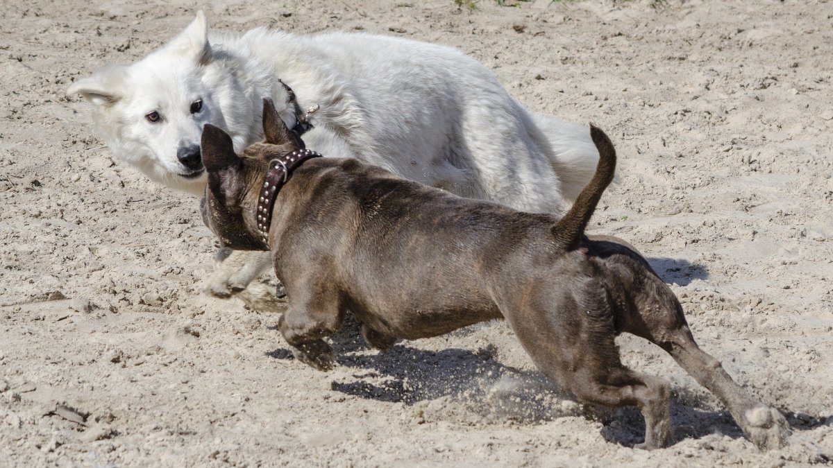 How to Stop a Dog From Excitedly Lunging Towards Other Dogs PetHelpful