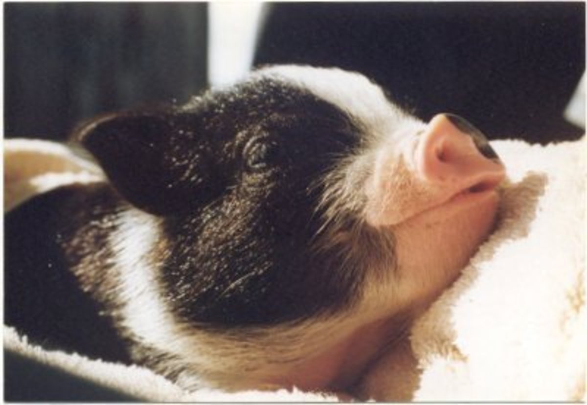 How To Care For Your Pot Belly Pig HubPages