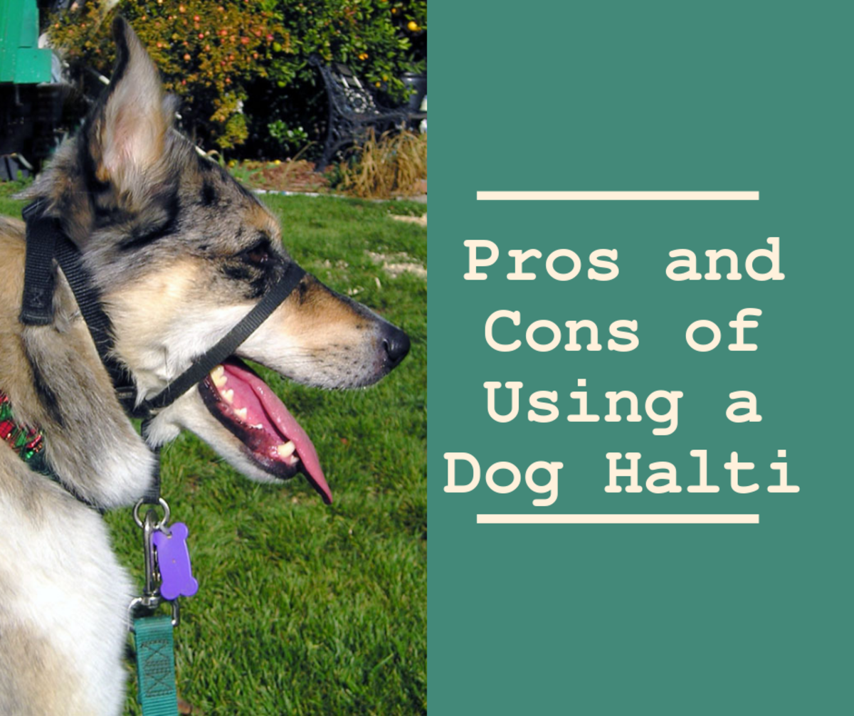 Dog Training Pros and Cons of Using a Dog Halti PetHelpful