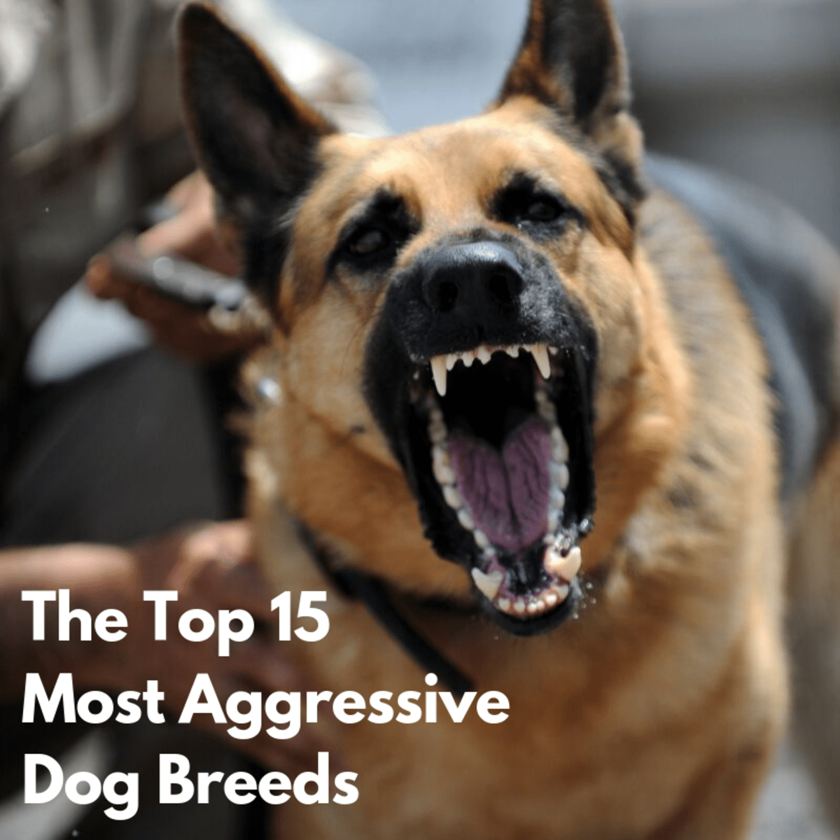 The World's Most Aggressive Dog Breeds PetHelpful