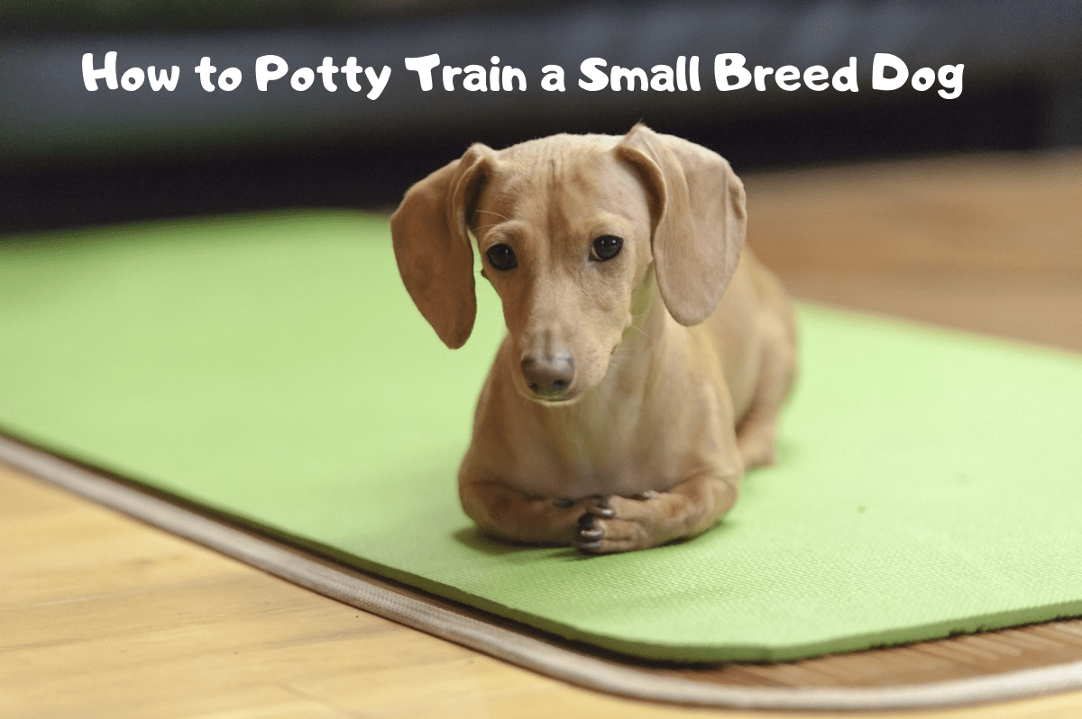 Potty Training Advice for Owners of Small Breed Dogs PetHelpful