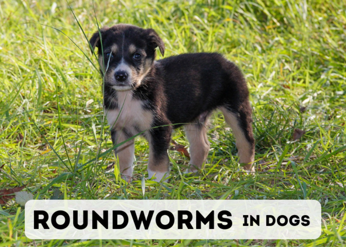 Canine Roundworms Causes, Signs, and Treatment PetHelpful