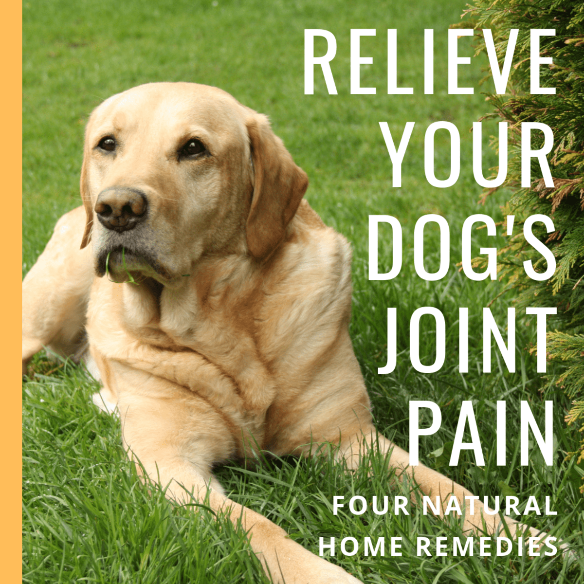 Natural Remedies and Relief for Dogs With Arthritis, Joint Pain, Hip Dysplasia, and Shoulder OCD
