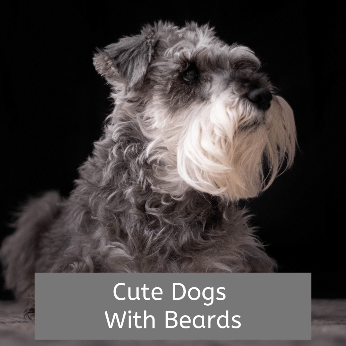 Dog Breeds With Goatees, Beards, and Mustaches PetHelpful