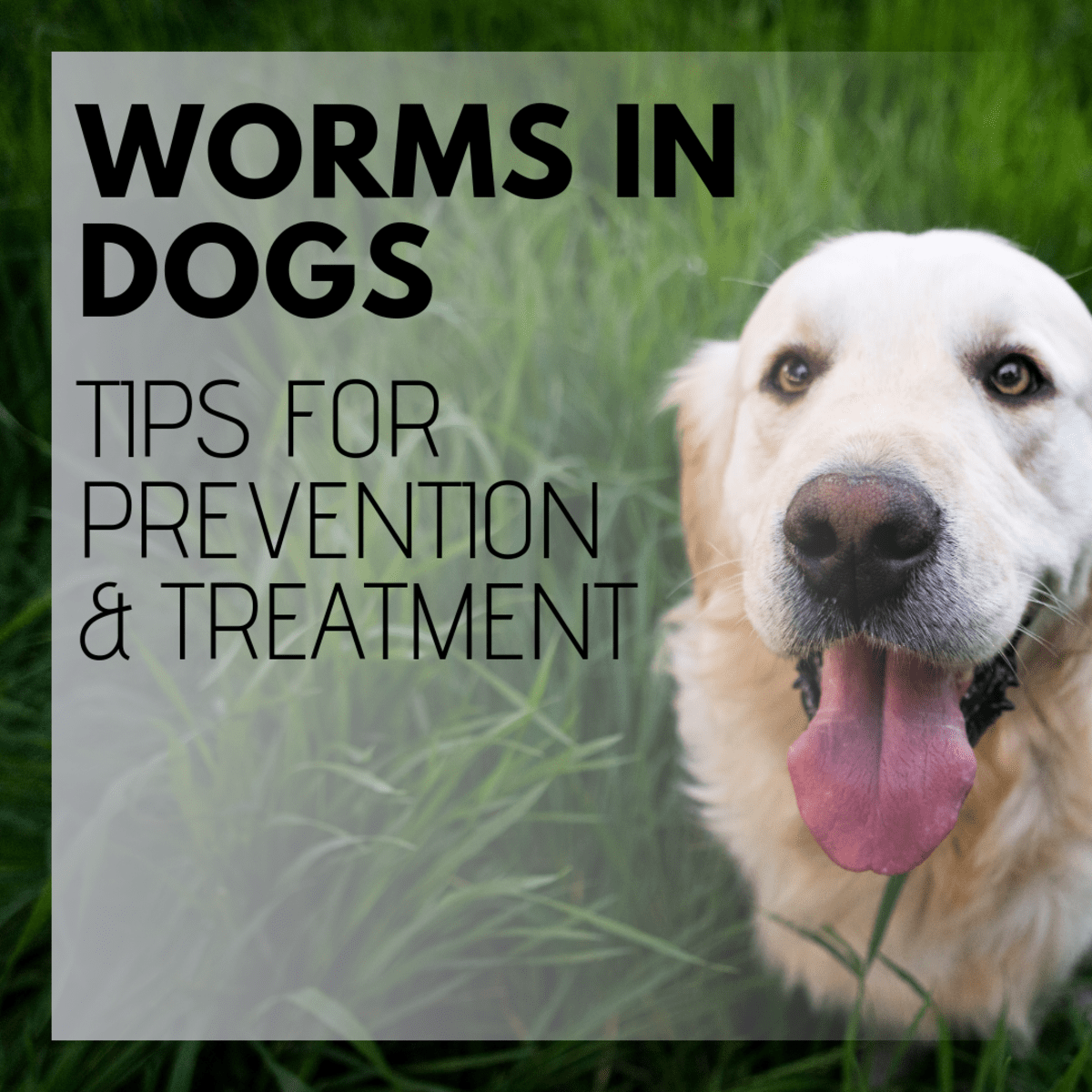 Intestinal Worms in Dogs Symptoms and Treatment PetHelpful
