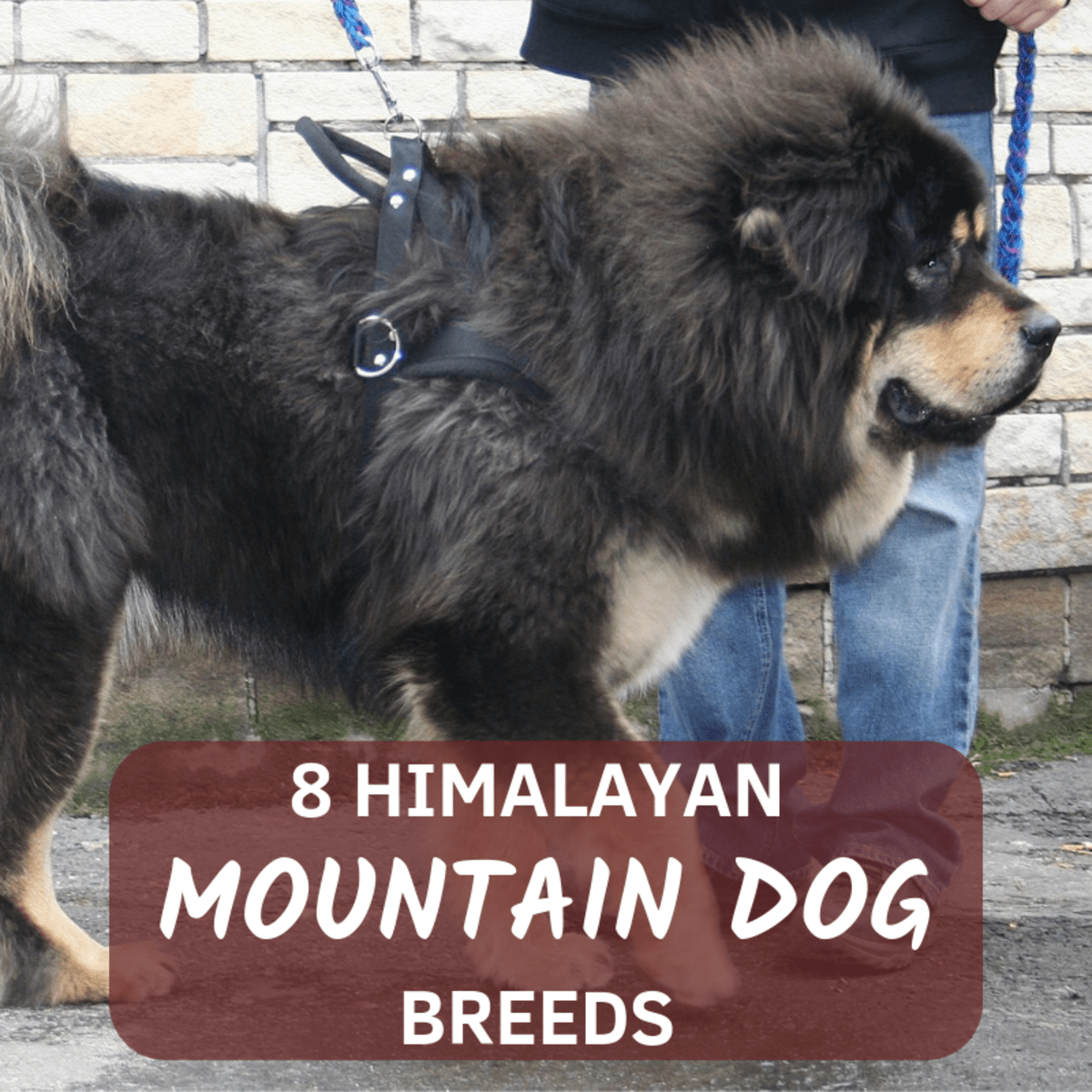 8 Breeds of Himalayan Mountain Dogs Sheepdogs, Mastiffs, and More