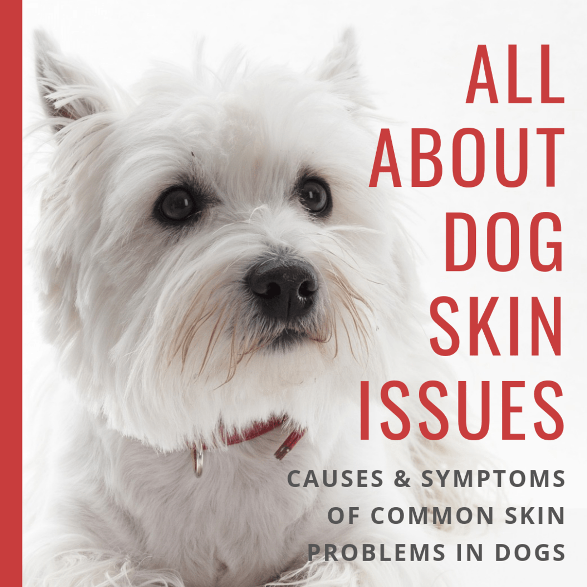 Dog Skin Disorders Causes, Symptoms, Types, and Breeds Prone to Them