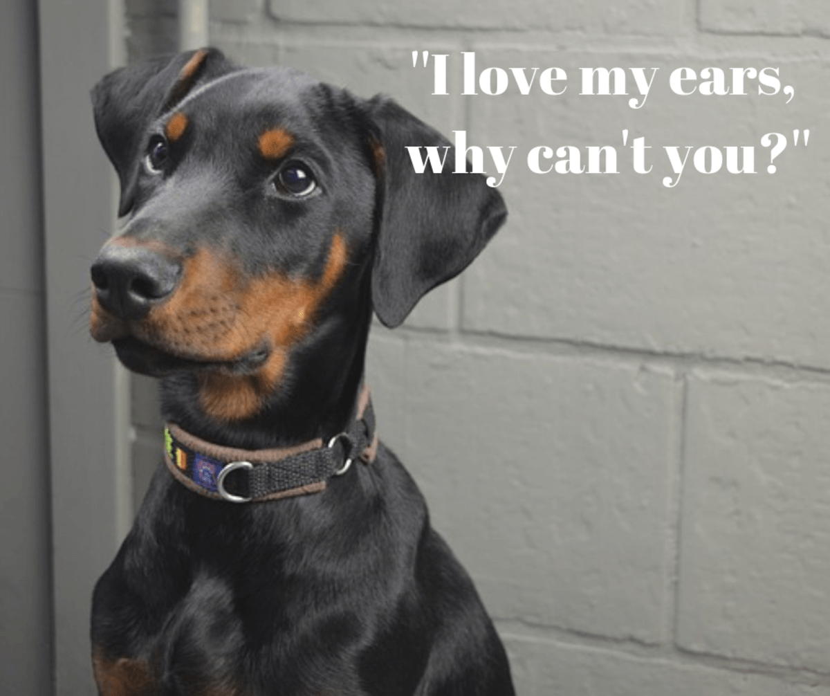 30 Fascinating Facts About Dog Ears PetHelpful