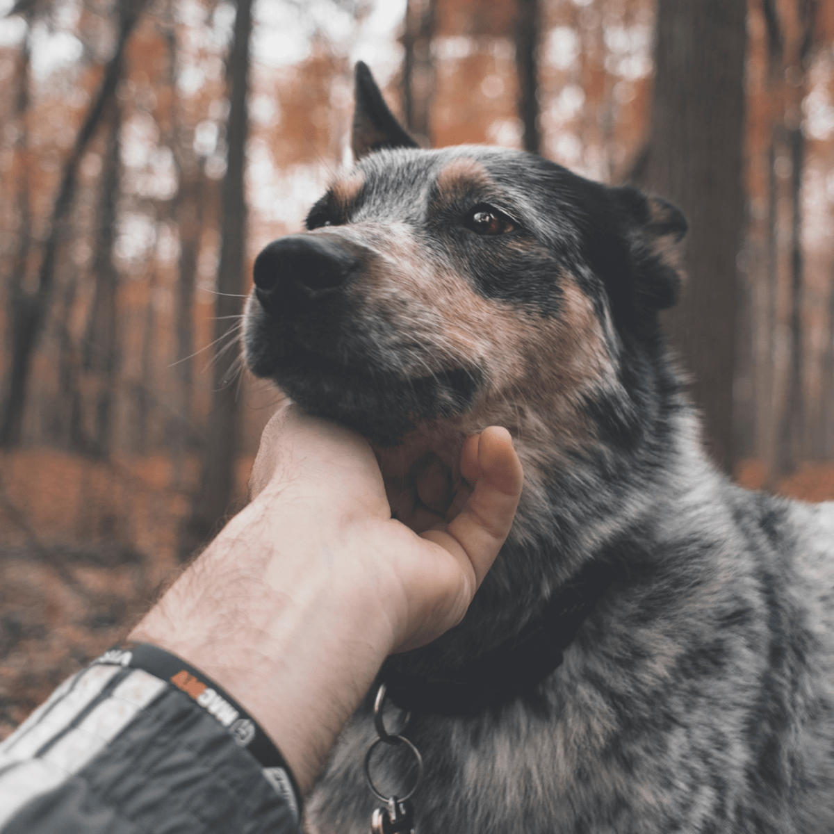 Why Do Dogs Bite When You Pet Them? (Signs a Dog Is Going to Bite