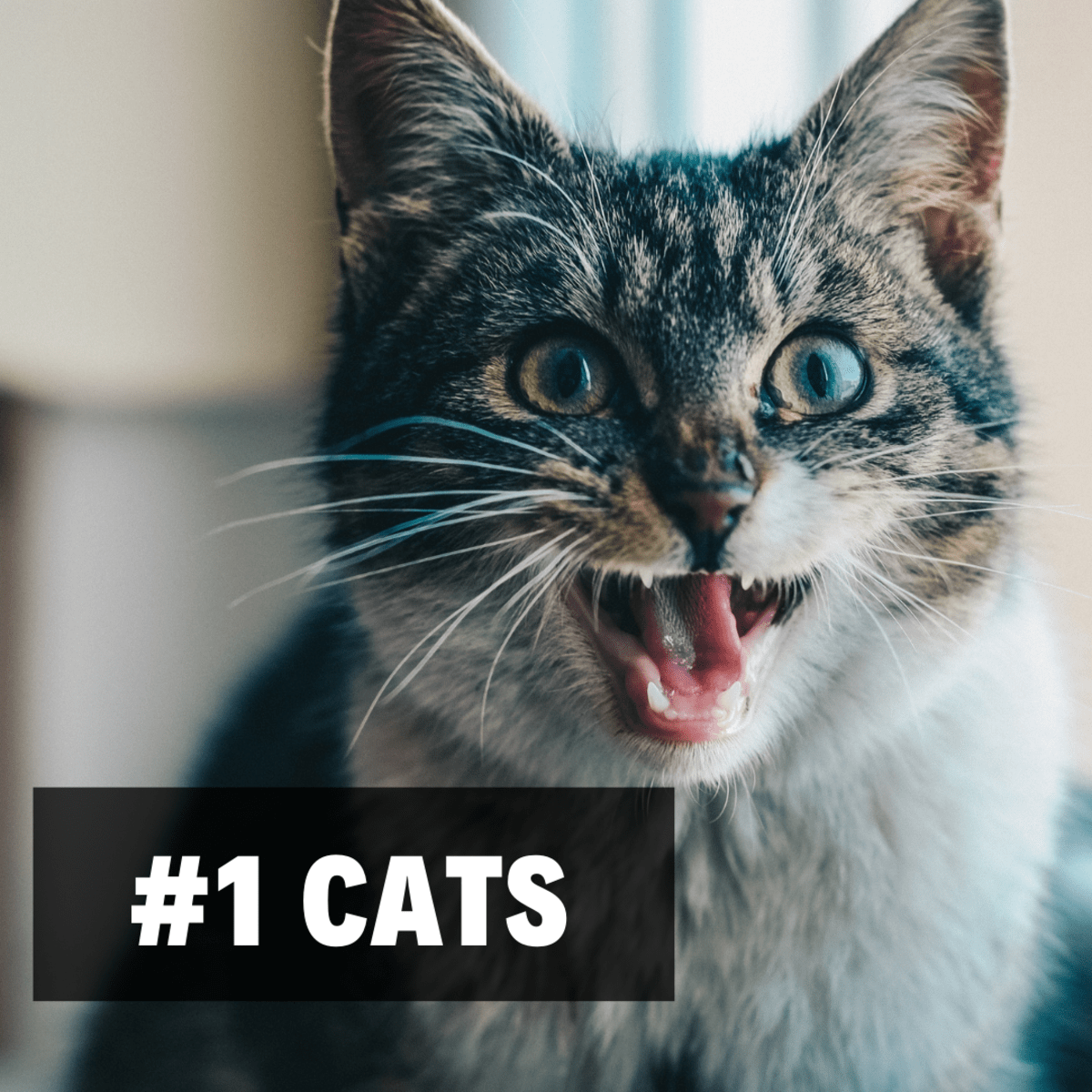 The Top 5 Worst Pets PetHelpful