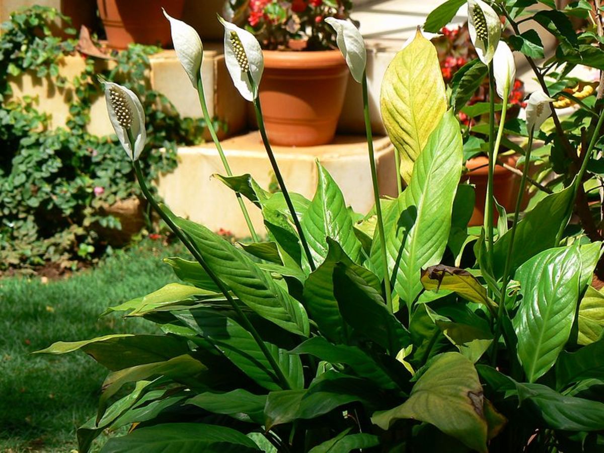 How to Grow Peace Lilies (Spathiphyllum) Indoors or Outdoors Dengarden