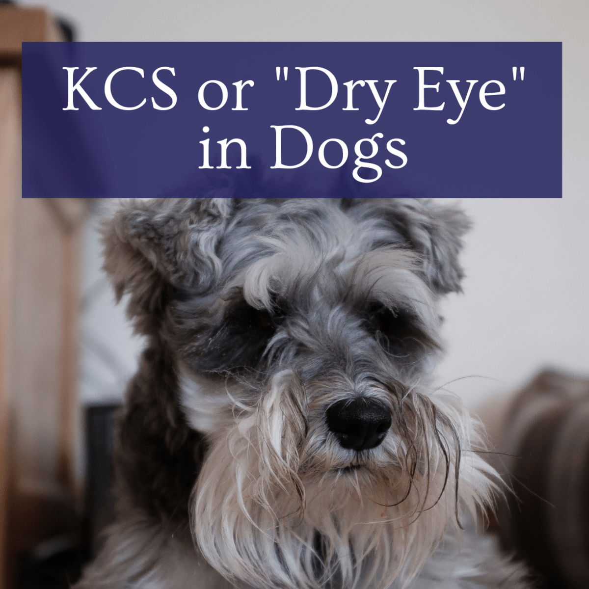 Our Story The Causes of KCS or "Dry Eyes" in Dogs PetHelpful