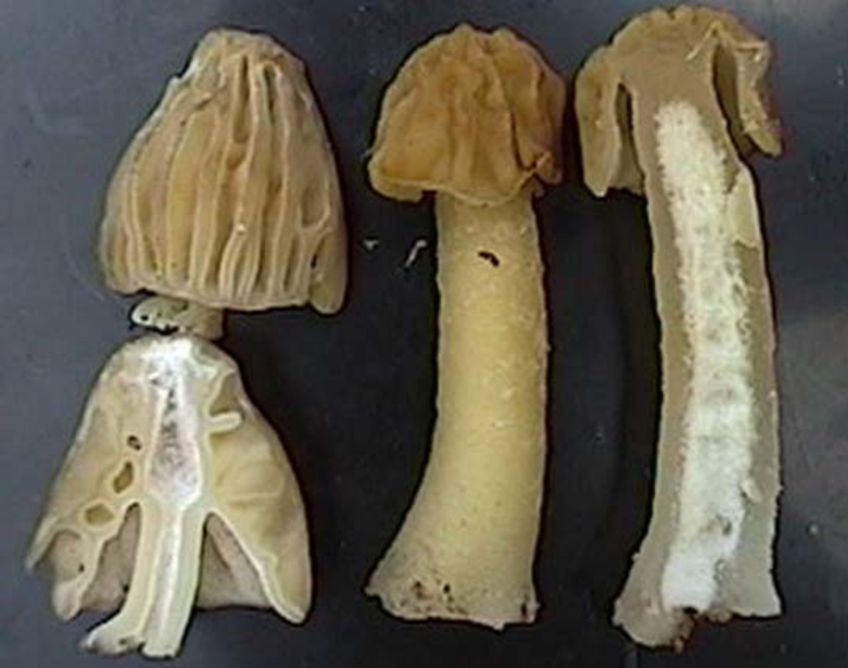 Wild Edible Mushrooms and Truffles of Oregon Delishably