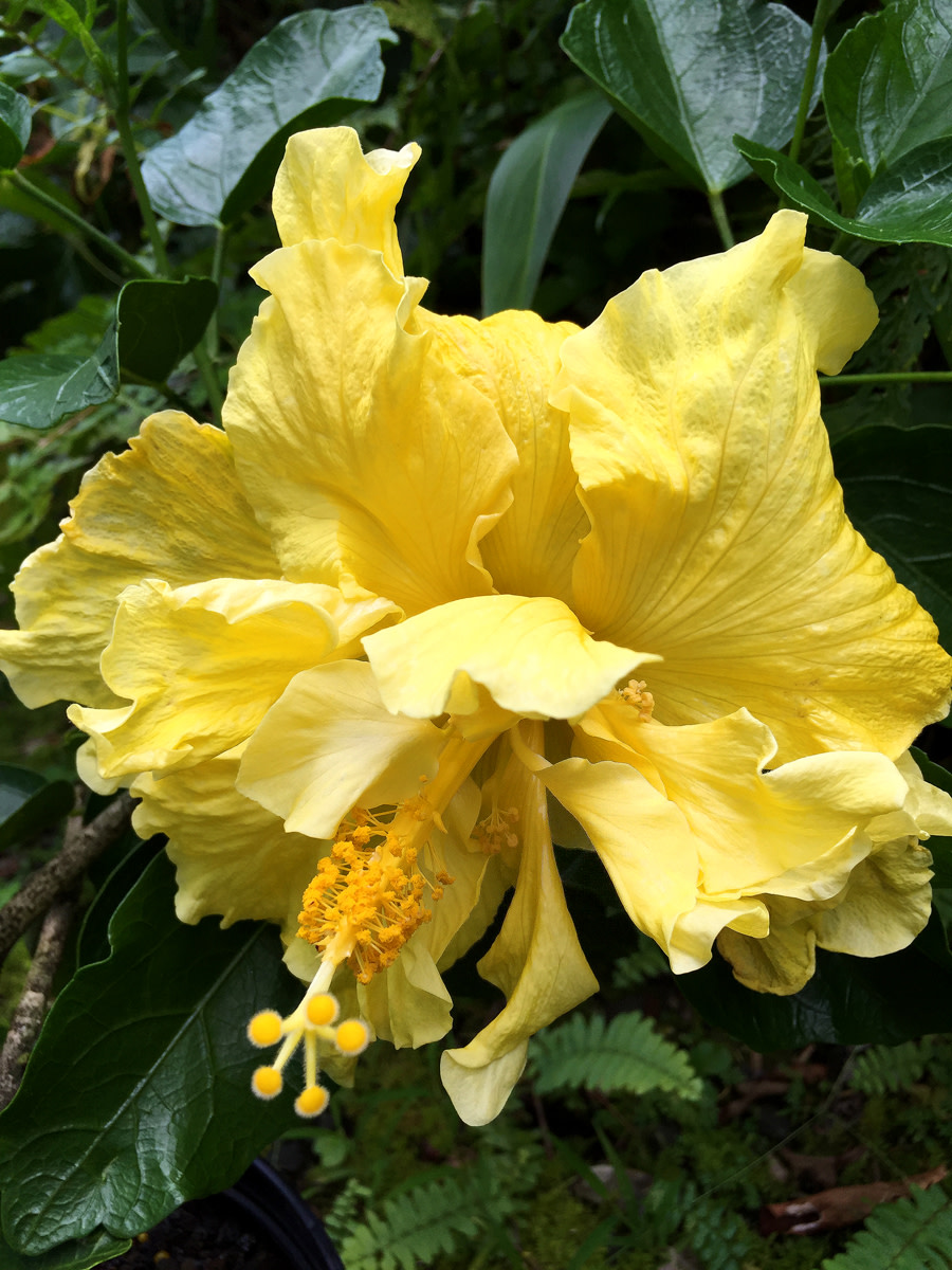 For the Love of Double Tropical Hibiscus Dengarden