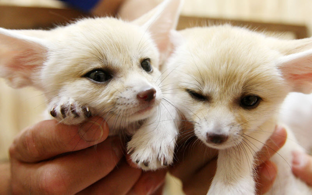Fennec Foxes as Pets Are They Right for You? PetHelpful