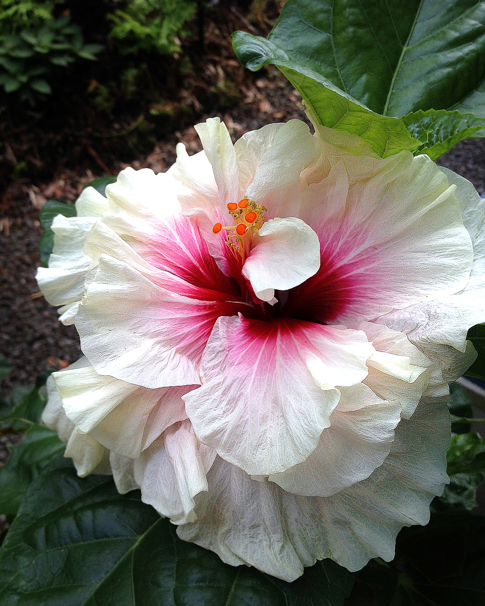 For the Love of Double Tropical Hibiscus Dengarden