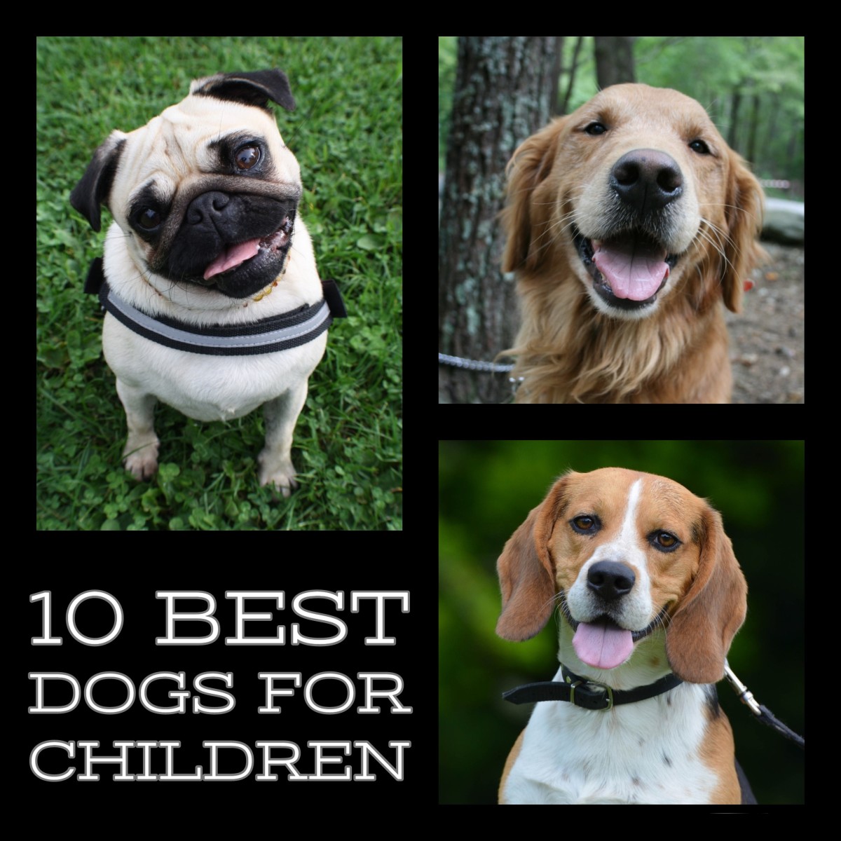The 10 Best Dogs for Children PetHelpful