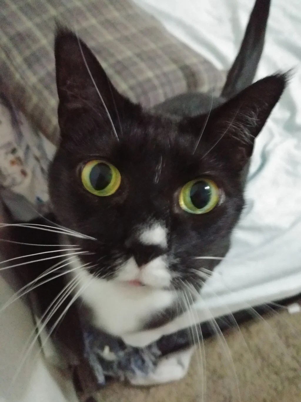 Breast Cancer Awareness for Animals HubPages