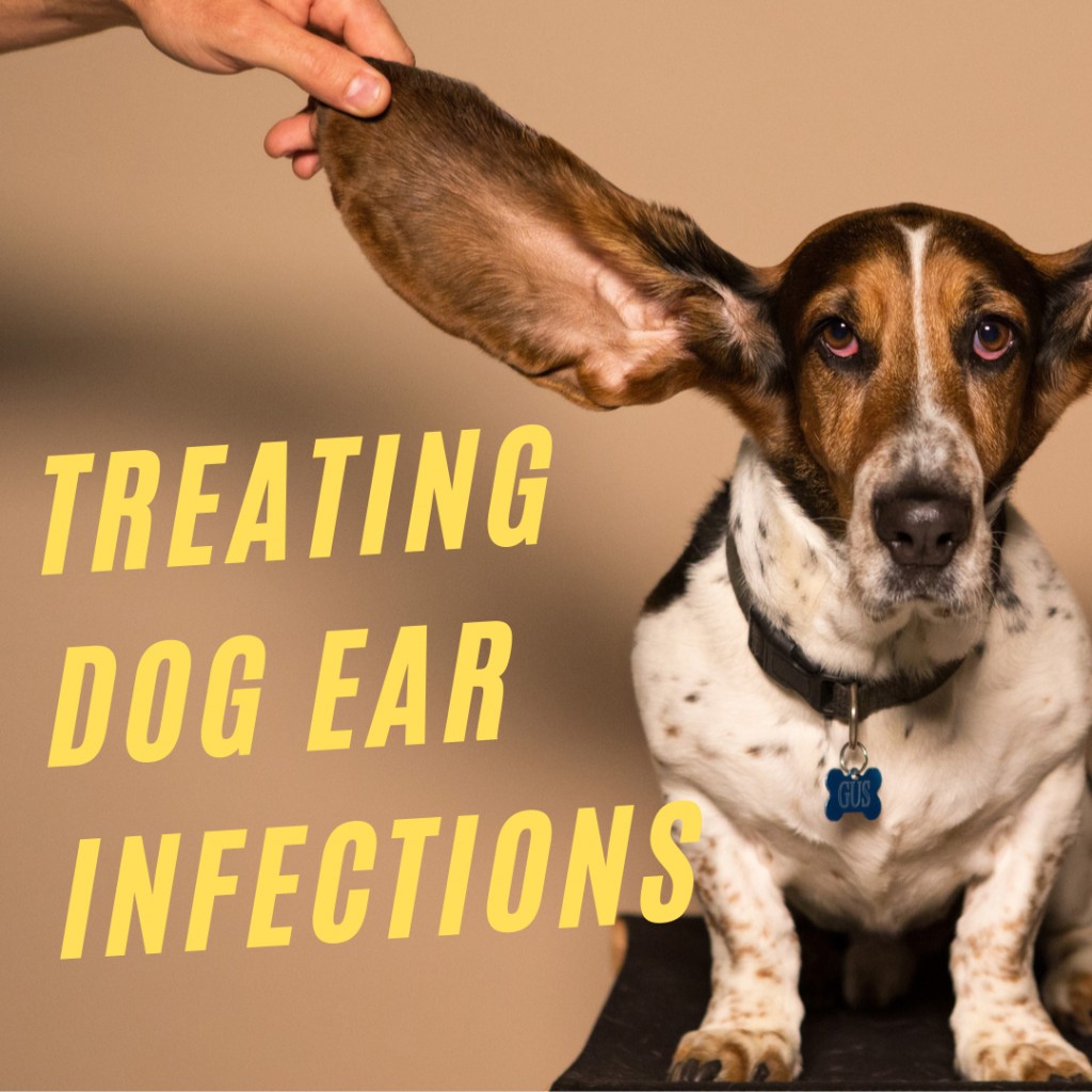 Dog Ear Infections Signs and Causes, Remedies, and How to Clean Dog