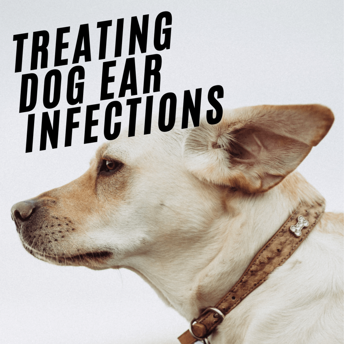 Dog Ear Infections Signs and Causes, Remedies, and How to Clean Dog Ears PetHelpful