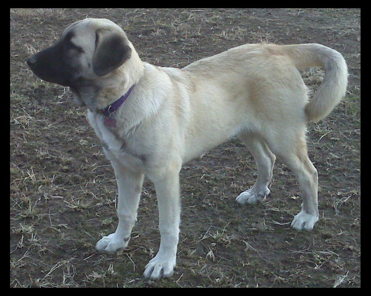 Anatolian Shepherd/Great Pyrenees Cross Make Great Livestock Guard Dogs