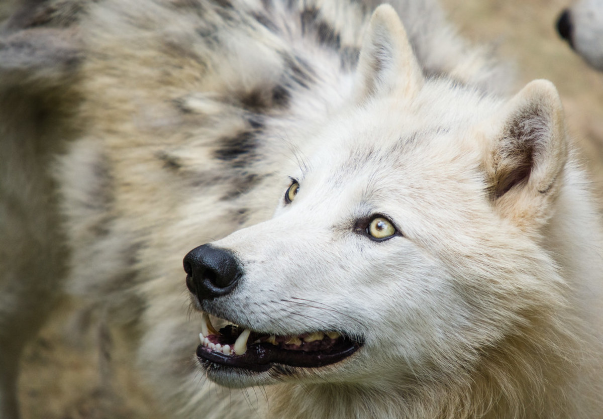 10 Exotic Pets That Are Legal in Indiana PetHelpful