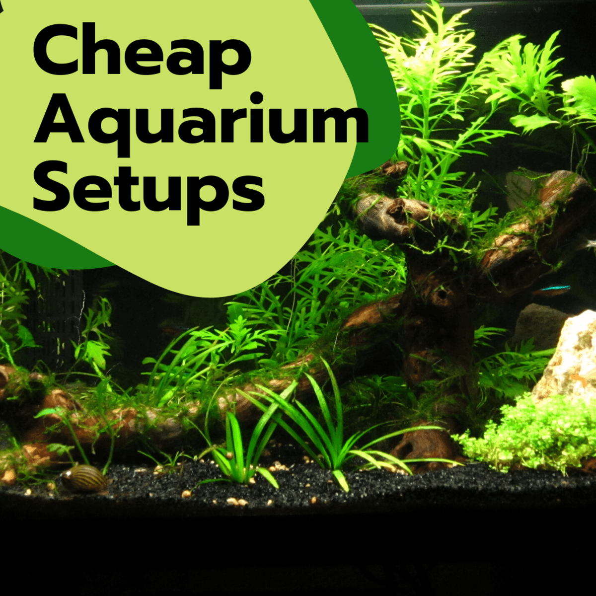 Cheap Alternatives to an Aquarium Setup PetHelpful