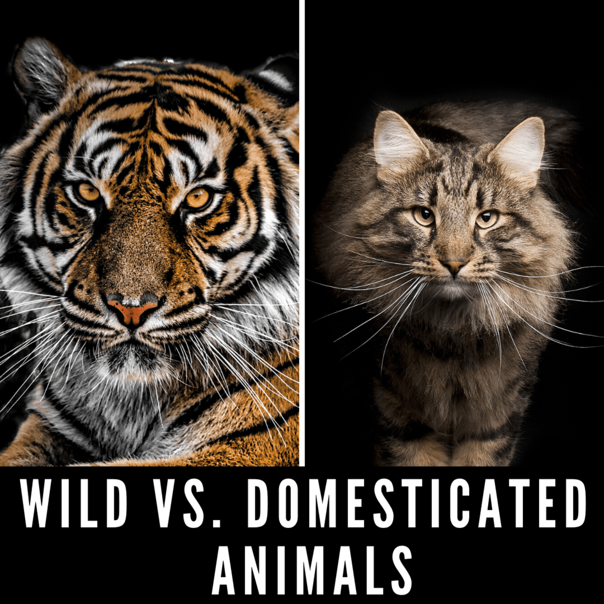 Wild vs. Domesticated Animals Why Domestication Has Nothing to Do With
