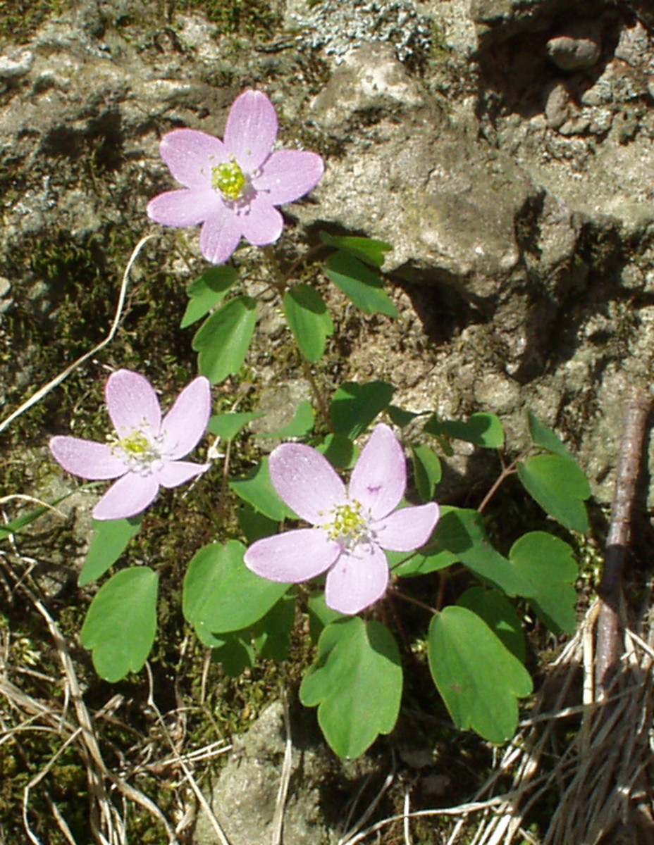 Spring Wildflowers in Iowa A Wildflower Photo Collection HubPages