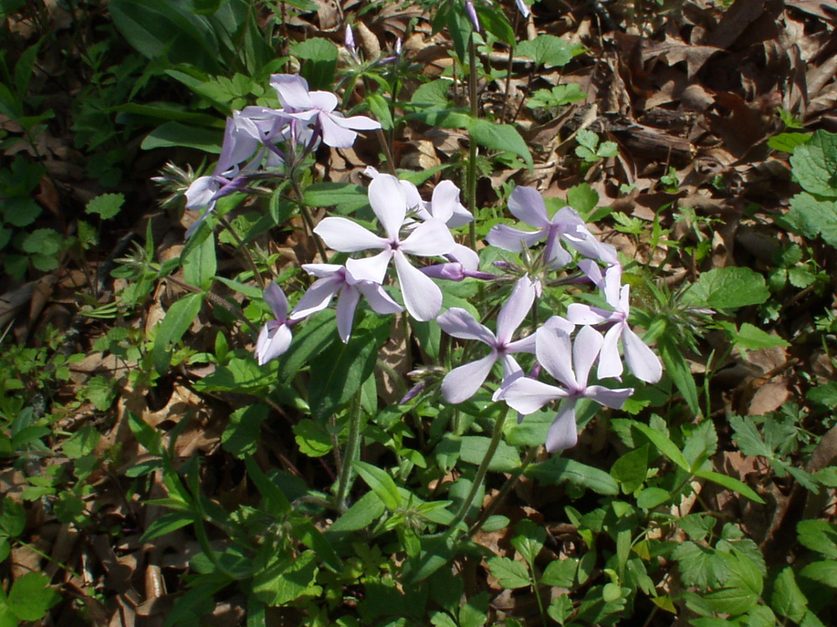 Spring Wildflowers in Iowa A Wildflower Photo Collection HubPages
