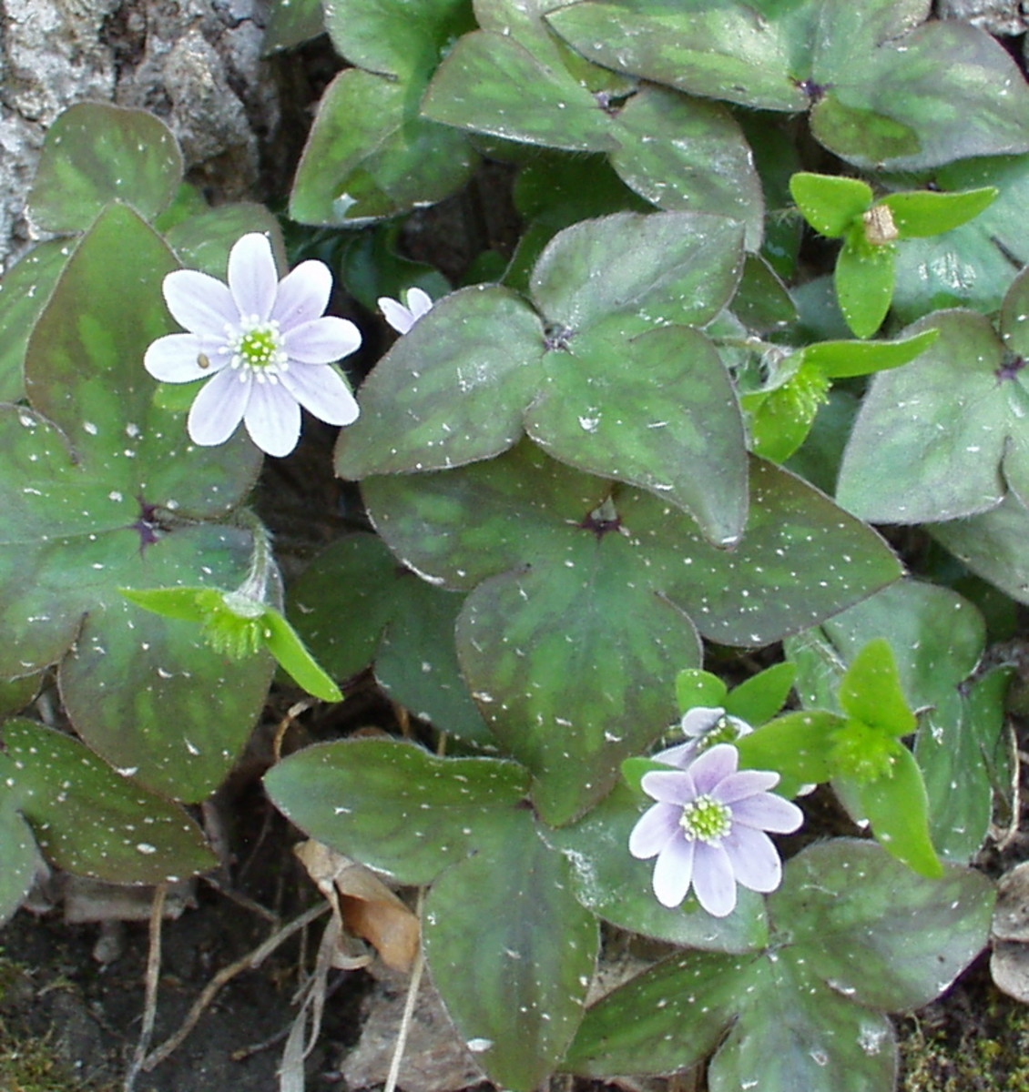 Spring Wildflowers in Iowa A Wildflower Photo Collection HubPages