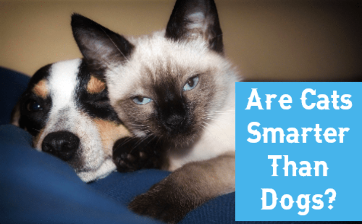 Who's Smarter Cats or Dogs? PetHelpful