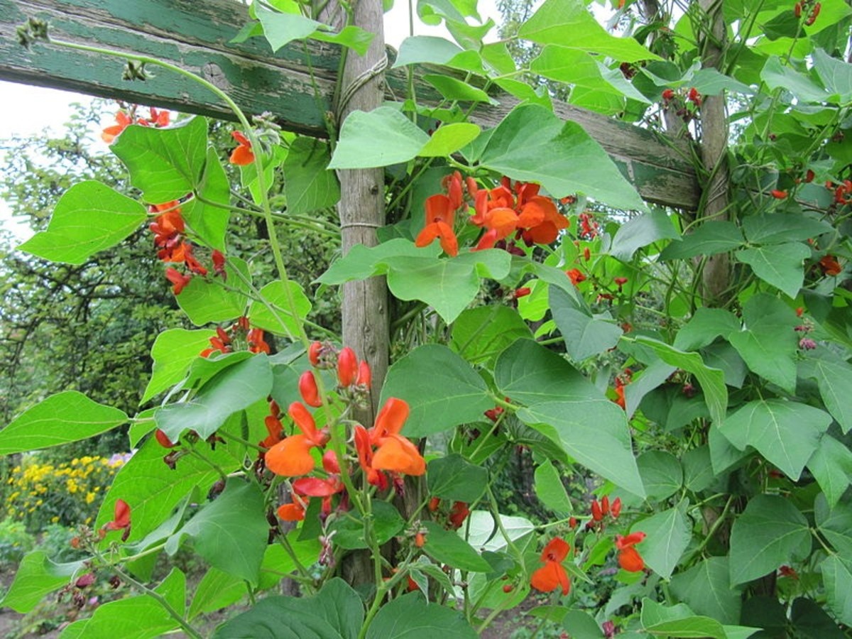 How to Grow Scarlet Runner Beans, an Edible Ornamental Plant Dengarden