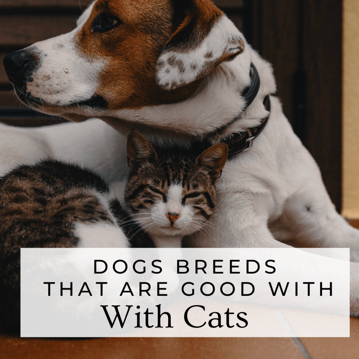 Which Dogs Breeds Like Cats? PetHelpful