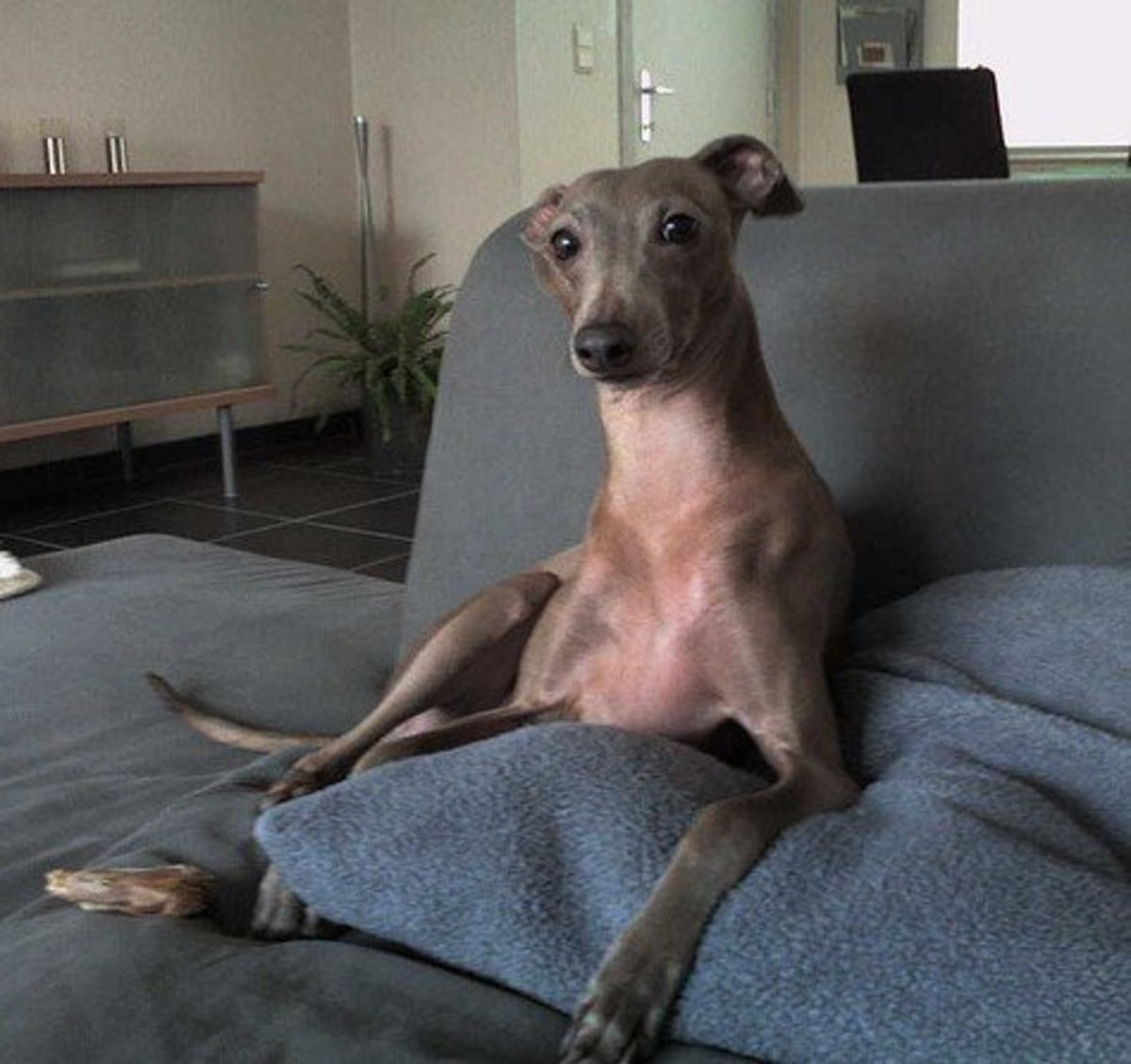 18 Best Hypoallergenic Dog Breeds for Your Apartment (Small, Medium