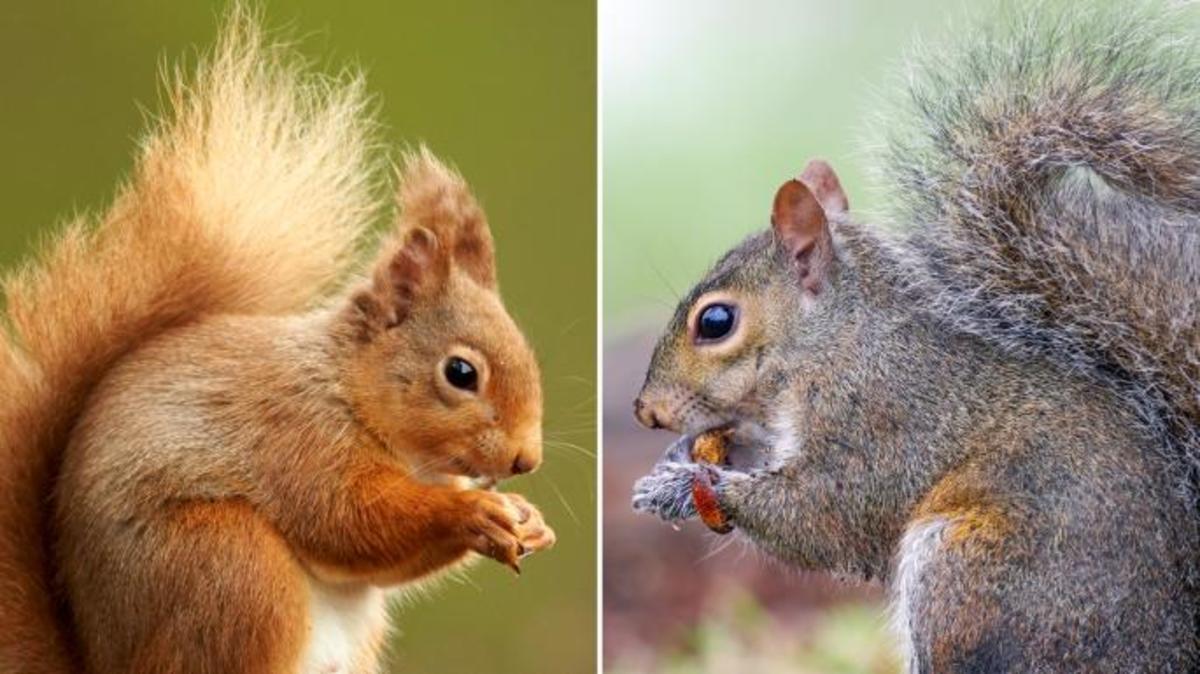 How to Stop Squirrels Digging up Your Flowers and Plants HubPages