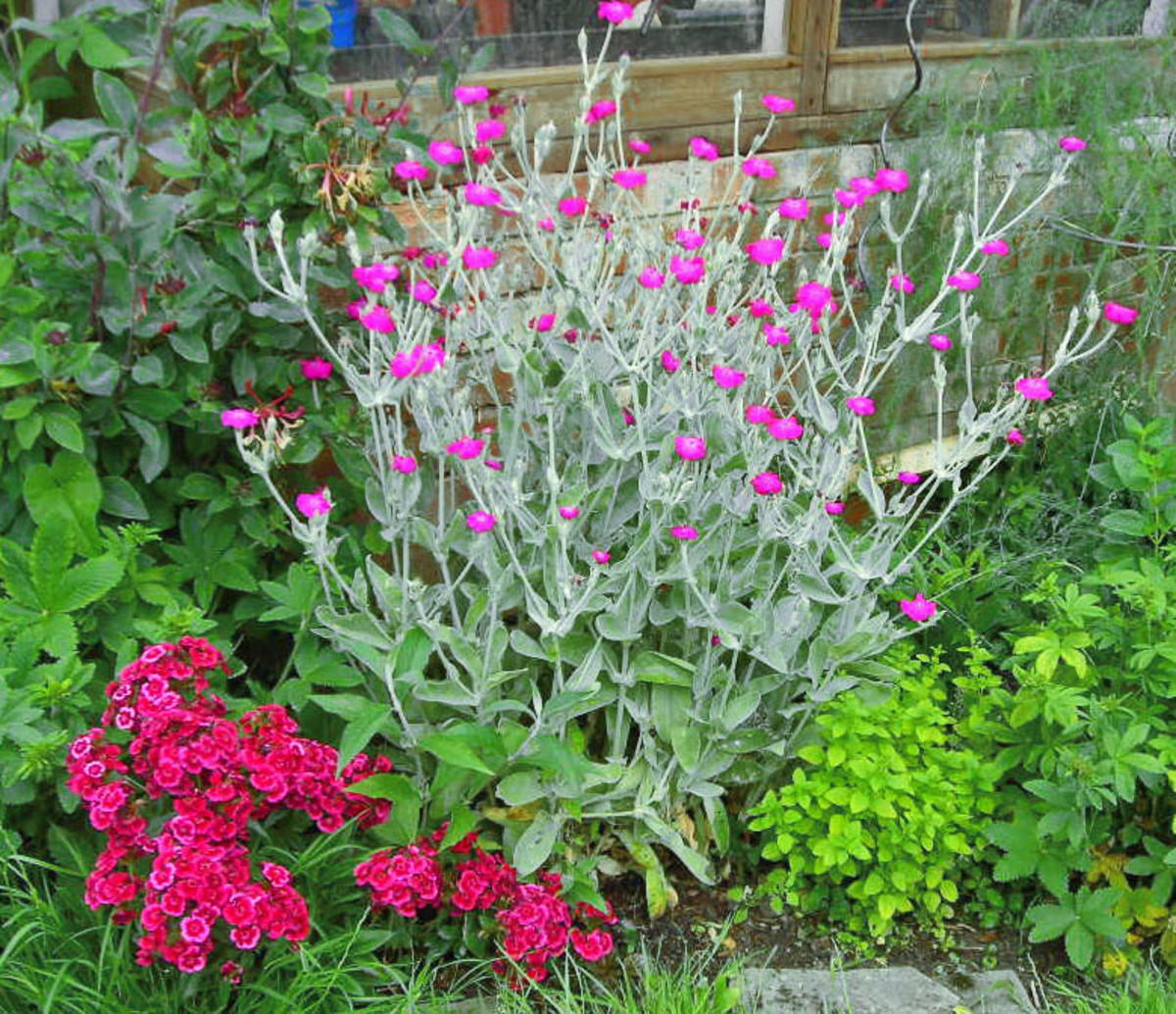 5 Plants With Silver Leaves to Make Your Garden Interesting Dengarden