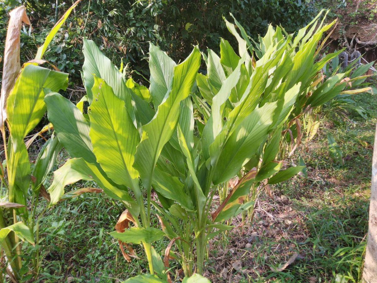 17 Incredible Health Benefits of Turmeric The Golden Spice of Life RemedyGrove