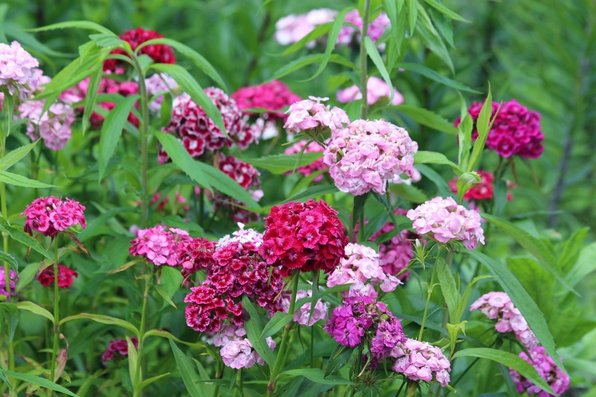 How to Grow Sweet William, a Cottage Garden Favorite Dengarden