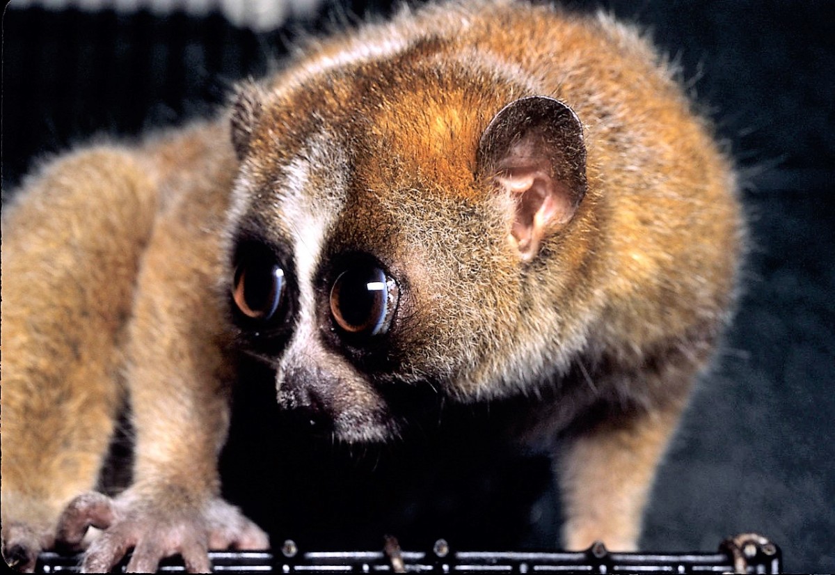 Slow Lorises, Primate Venom, and a Related Cat Secretion Owlcation