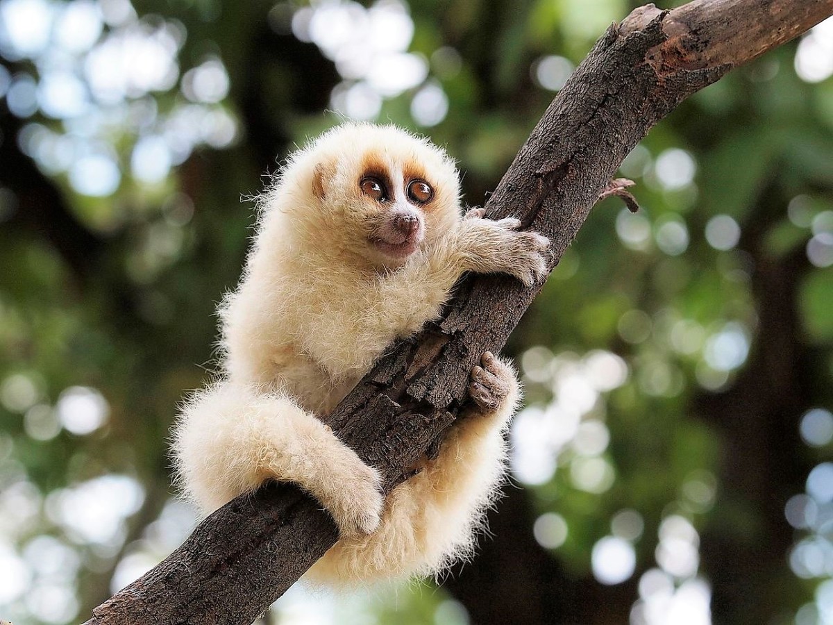 Slow Lorises, Primate Venom, and a Related Cat Secretion Owlcation