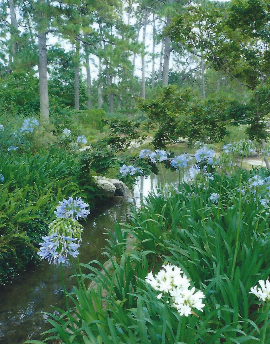 Japanese Tea Garden in Houston, Texas Serenity in Hermann Park