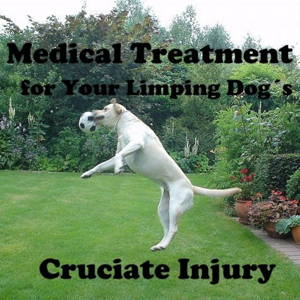 First Aid and Medical Treatment for Your Limping Dog's Damaged Cruciate Ligament (Surgery Is Not