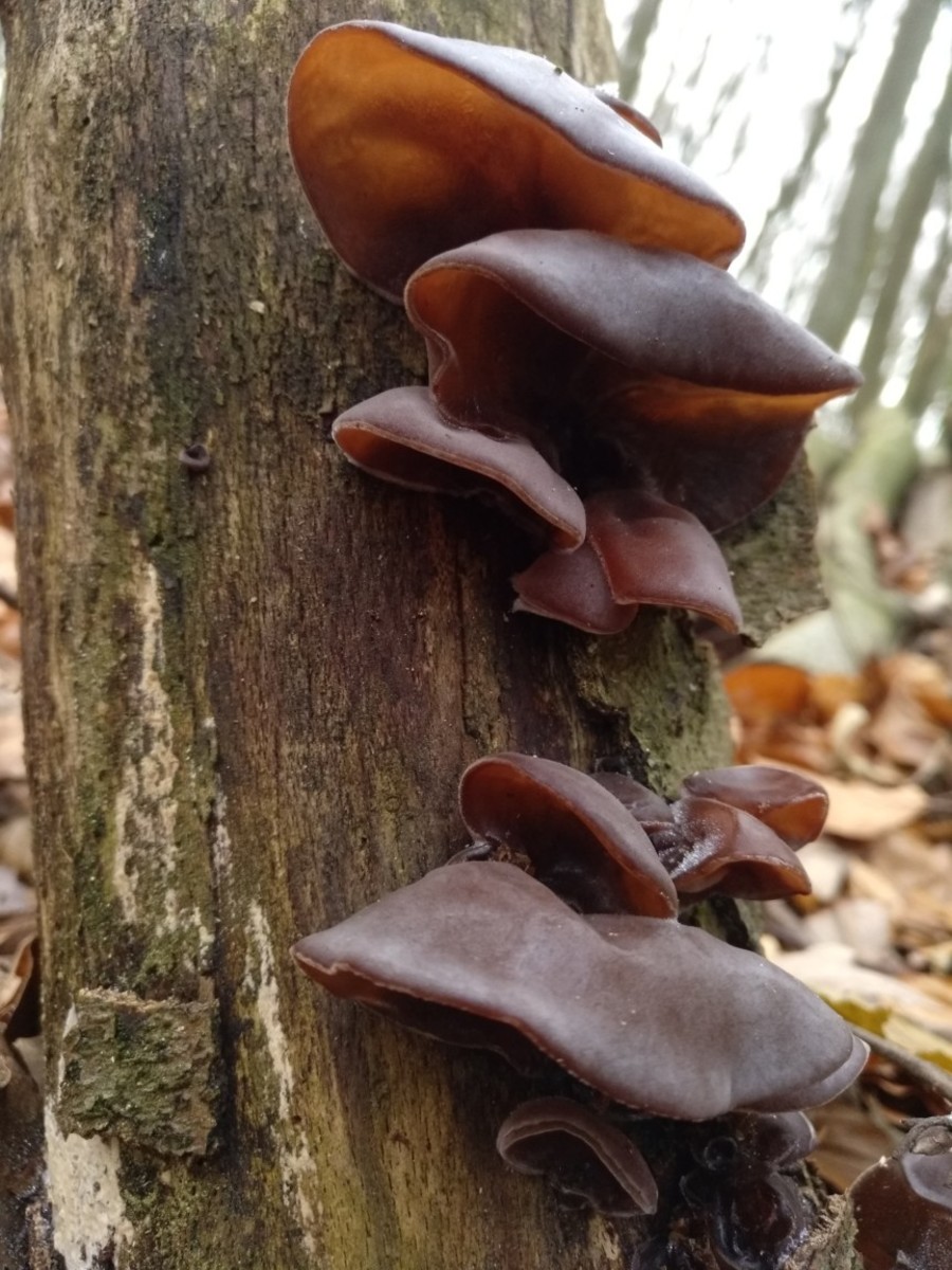 Periodic Table of Asian Seasonings A Guide for Home Cooks Delishably