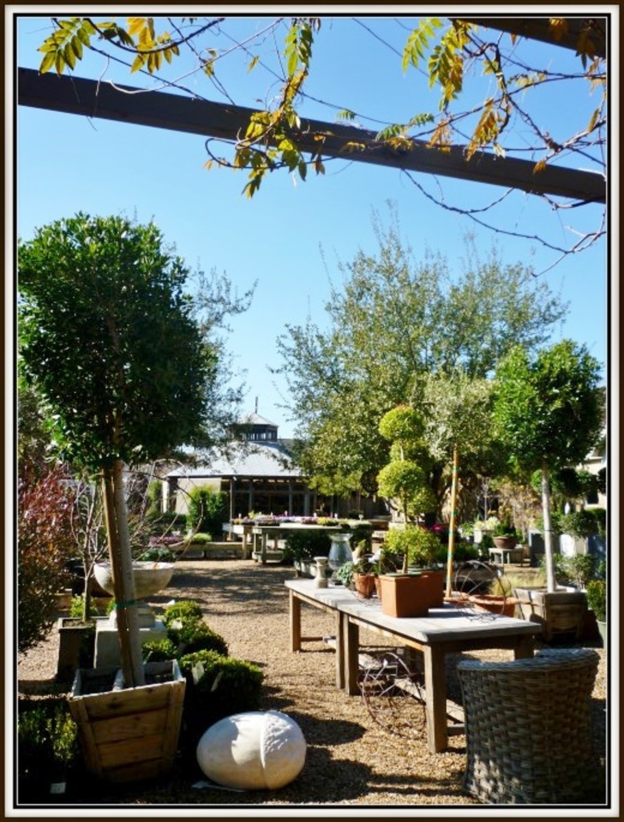 Tiny Boxwoods Cafe, Nursery, and Gift Shop in Houston WanderWisdom